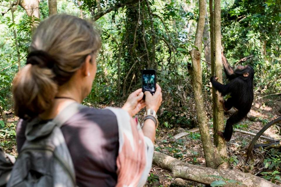 Smil. Selv med telefon-kameraer kan man fotografere chimpanserne i Gombe, da de er ugenerede af turisters tilstedeværelse. 