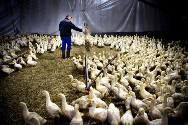Danskproduceret. I 8 år har andeavler Martin Daasbjerg sendt sine ænder på en lang køretur til udlandet for at blive slagtet. Men i år bliver de slagtet på et nyt andeslagteri i Struer - 9,5 km væk fra Martin Daasbjergs gård. 