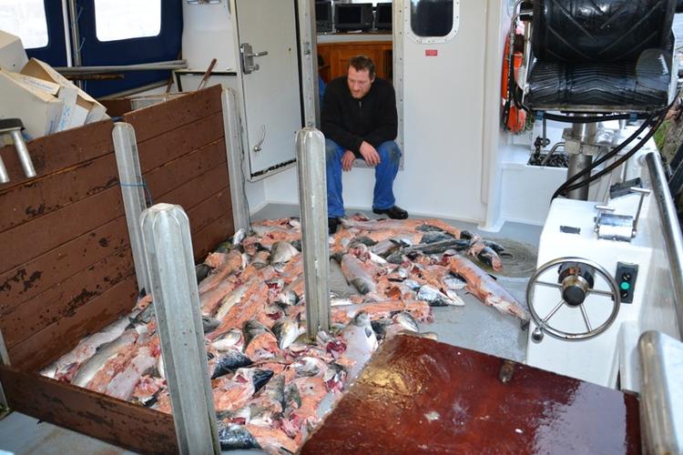 Øv. Der går tre-fire timer, fra Henrik Dahl Frithiof sætter sine 15 kilometer lakseliner ud, til han haler dem ind. Det er tid nok til, at laksene kan bide - og til at sælerne kan tage for sig af dem. Billedet er taget af en kollega.Foto: Claus Stenmann Hansen 