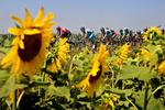 Arrangør. Tour de France-feltet i 2007. Nu er der ballade i det organisatoriske bagfelt. 