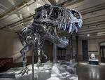 Smuglergods. Af den forhistoriske slags, vel at mærke. Det er hvad Nicolas Cage i 2007 købte, da han vandt en auktion over kollega Leonardo Di Caprio og fik fingre i et 67 millioner år gammelt kranie fra en tyrannosaurus bataar. En sjælden slægtning til den berygtede T-Rex, der ses på billedet her. 