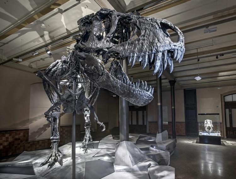 Smuglergods. Af den forhistoriske slags, vel at mærke. Det er hvad Nicolas Cage i 2007 købte, da han vandt en auktion over kollega Leonardo Di Caprio og fik fingre i et 67 millioner år gammelt kranie fra en tyrannosaurus bataar. En sjælden slægtning til den berygtede T-Rex, der ses på billedet her. 
