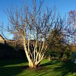 Skud. Valnøddetræet har i dag flere stammer, formentlig resultatet af en fældning. Privatfoto 