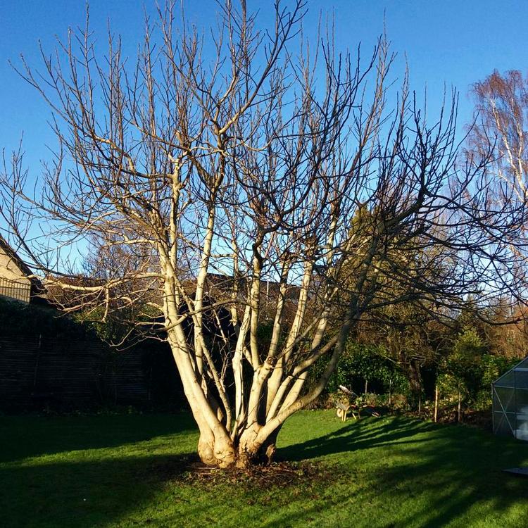 Skud. Valnøddetræet har i dag flere stammer, formentlig resultatet af en fældning. Privatfoto 