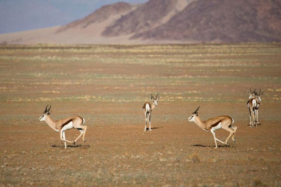 LEG. Antiloper, der jagter hinanden i støvskyer over de tørre sletter, der omringer Sossuvlei. Dyrene har gennem evolution tilpasset sig det tørre landskab. 