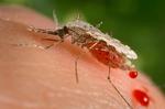 Mutant Mosquitos