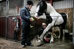 Aforside hest