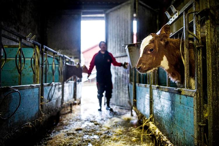 Presset. den svenske mælkebonde Anders Håkansson leverer til Arla og overlever i øjeblikket på bankens nåde. 