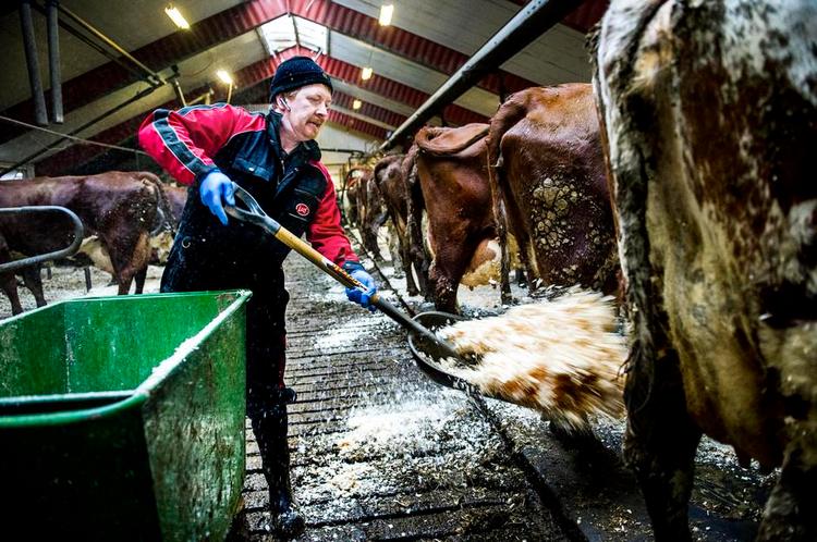 stolt. Anders Håkansson er glad for, at han sammen med sin familie selv klarer det daglige arbejde med 100 malkekøer. Han vil ikke have en større produktion og være nødt til at have ansatte. Men de lave mælkepriser truer hans gård. Foto: Ciprian Gorga 