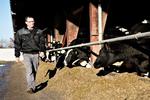 Storproduktion. Landmand Mogens Hjort Jensen har forberedt sig på den skærpede konkurrence på et frit mælkemarked. Han øger sin bedrift fra 330 til 480 køer for at udnytte fordelene ved stordrift og tjene flere penge. Foto: Mathilde Bech 