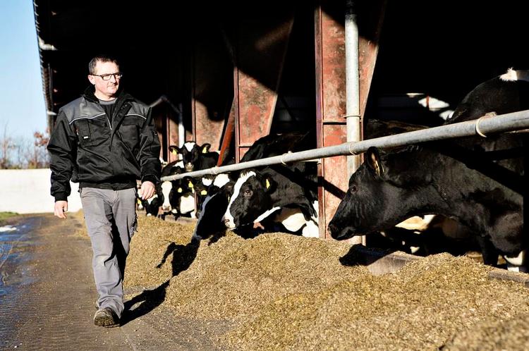 Storproduktion. Landmand Mogens Hjort Jensen har forberedt sig på den skærpede konkurrence på et frit mælkemarked. Han øger sin bedrift fra 330 til 480 køer for at udnytte fordelene ved stordrift og tjene flere penge. Foto: Mathilde Bech 