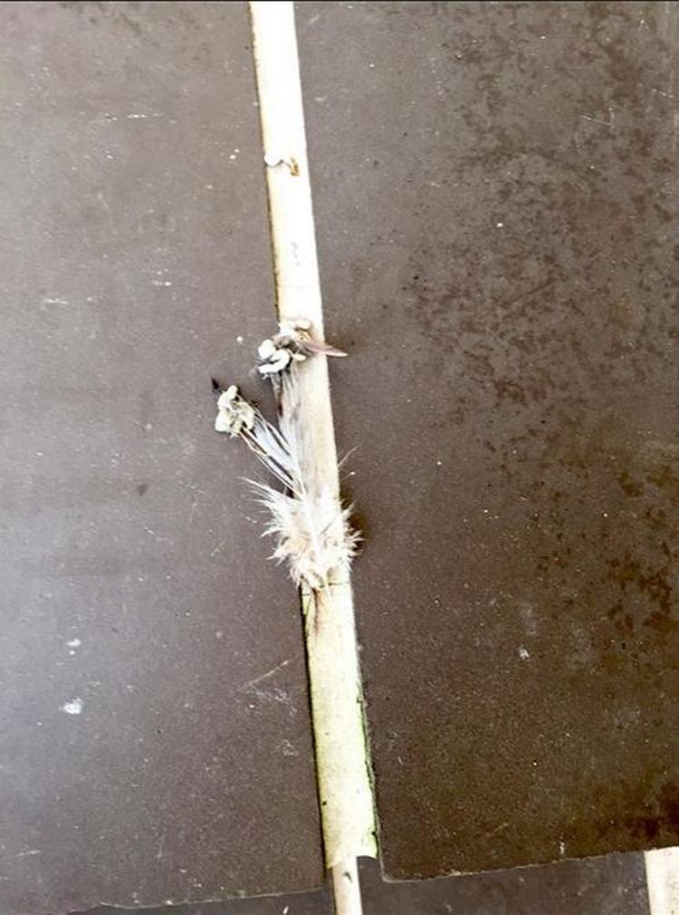 Gæt. Billedet med de små fjer på er fundet på Jan Bülow-Jacobsens terrasse. Privatfoto 