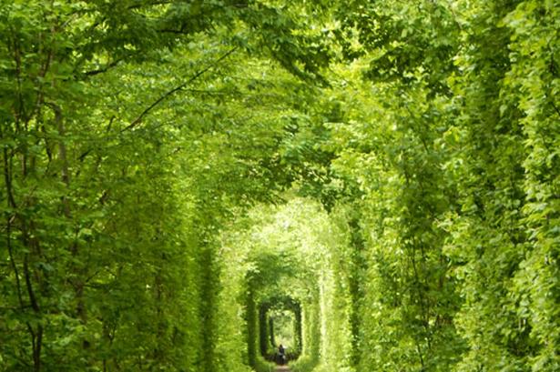 Naturen blander sig med menneskeskabt arkitektur i 'Kærlighedstunnelen', som er tilnavn til den charmerende strækning i Klevan i den nordvestlige del af Ukraine. Det er en tre kilometer lang grøn korridor, der er i brug i dag, for dagligt kører tog på strækningen til en træfabrik. Men den er også en populær vandrerute blandt turister - særligt dem, der er forelskede. Det siges nemlig, at hvis man er ramt af Amors pil og fremsætter et ønske her, vil det blive opfyldt. 
