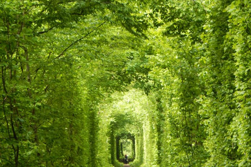 Naturen blander sig med menneskeskabt arkitektur i 'Kærlighedstunnelen', som er tilnavn til den charmerende strækning i Klevan i den nordvestlige del af Ukraine. Det er en tre kilometer lang grøn korridor, der er i brug i dag, for dagligt kører tog på strækningen til en træfabrik. Men den er også en populær vandrerute blandt turister - særligt dem, der er forelskede. Det siges nemlig, at hvis man er ramt af Amors pil og fremsætter et ønske her, vil det blive opfyldt. 
