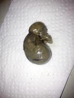 Gåde. En læser spurgte i lørdags, hvad dette er. En musemavesæk efterladt af en kat, lød svaret, som beskræftes af en anden læser i denne uge. Privatfoto 