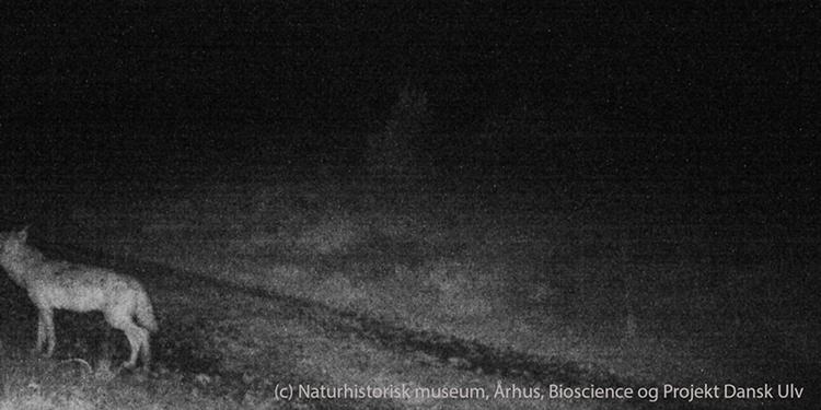 Spøgelsesulve. Som grå skygger dukker ulvene op på billederne fra de opsatte 'fotofælder' i Midt- og Vestjylland. 