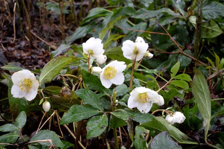 Langtidsholdbar. Julerosen har blomstret siden jul lige uden for køkkenvinduerne. De har oplevet både frost og sne, men rejser sig igen. 