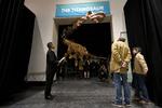 Kæmpe. Det er en af de største dinosaurusser, som nogensinde har levet, der nu bliver udstillet i New York. Den kan ikke være i udstillingslokalet, men stikker hovedet ud i museets lobby. 