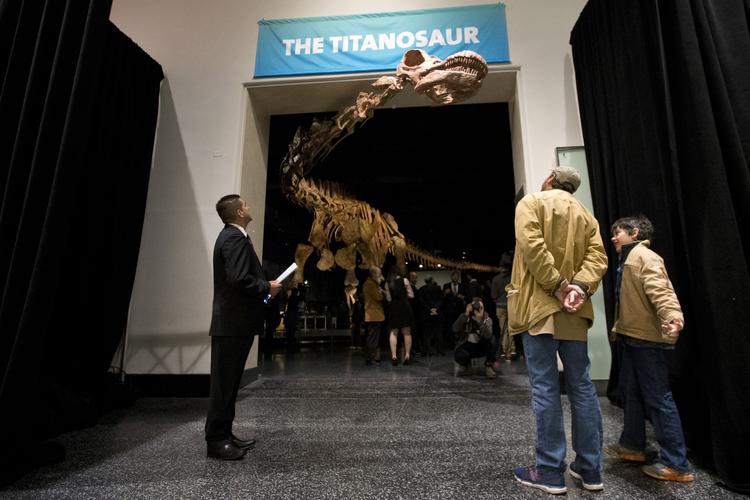Kæmpe. Det er en af de største dinosaurusser, som nogensinde har levet, der nu bliver udstillet i New York. Den kan ikke være i udstillingslokalet, men stikker hovedet ud i museets lobby. 