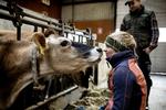 Omsorg. For Katrine Fynbo er dyrenes velfærd det vigtigste. Det er mere afgørende, end om mælken er konventionel eller økologisk, mener hun. 