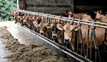 Forsinkelse. Danske landmænd får hver år cirka 6 milliarder kroner i EU-støtte. Men regeringens udflytningsplan kan forsinke udbetalingerne. 