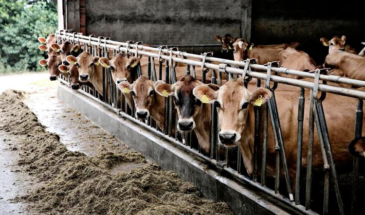 Forsinkelse. Danske landmænd får hver år cirka 6 milliarder kroner i EU-støtte. Men regeringens udflytningsplan kan forsinke udbetalingerne. 