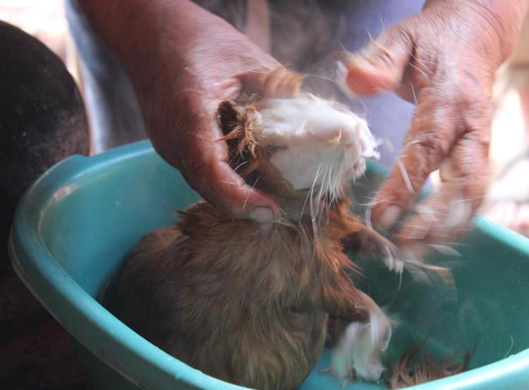 Pelsning. Tag med til en landsby, hvor marsvin er en hofret. 