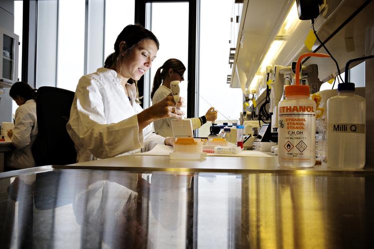 Hovedpine: Enzymer til at udvinde bioetanol, et grønt alternativ til benzin, har længe været et vækstområde for Novo Nordisk, men det lave oliepris er et alvorligt problem for virksomheden. 