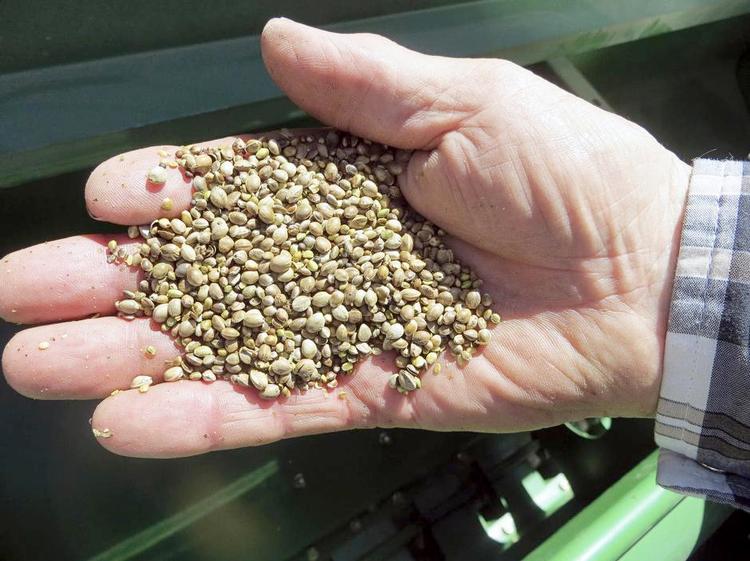 vitaminer. Hampefrø i pestoen er godt, vitaminrigt råd, men small talk-måden det hele serveres på i 'Go’ morgen Danmark', er en tynd omgang. 