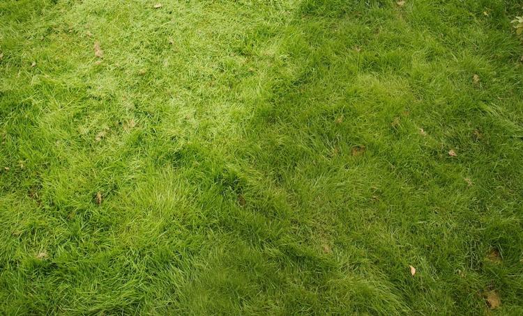 Mos. En læser har en græsplæne, der efterhånden kun er mos. 