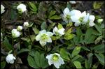 Julerosen. Søren Ryge skrev i sidste uge om årets første blomst. 