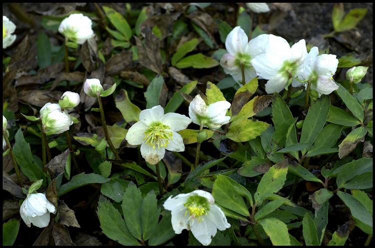 Julerosen. Søren Ryge skrev i sidste uge om årets første blomst. 