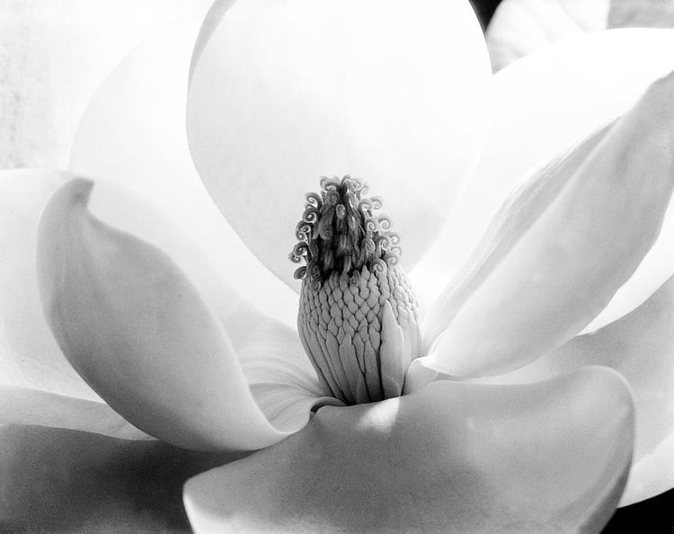 natursyn. Imogen Cunningham havde et skarpt blik for former og kompositioner, hvad enten motivet var de populære blomster, som 'Magnolia Blossom' fra 1925, eller skandaleskabende nøgne mænd. 