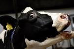 Overenskomst: Landets største mælkeproducent har indgået overenskomst med 3F 