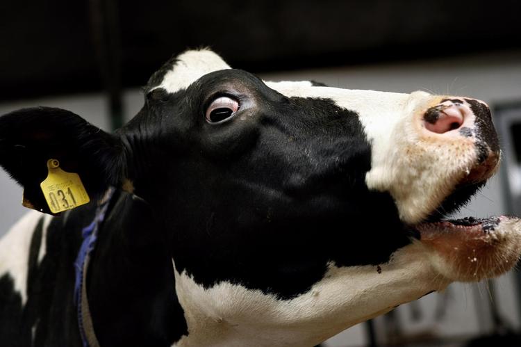 Overenskomst: Landets største mælkeproducent har indgået overenskomst med 3F 