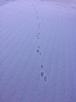 DYRETRAFIK. Ifølge eksperter er det en hare, der er hoppet hen over sneen på tre ben. Privatfoto 