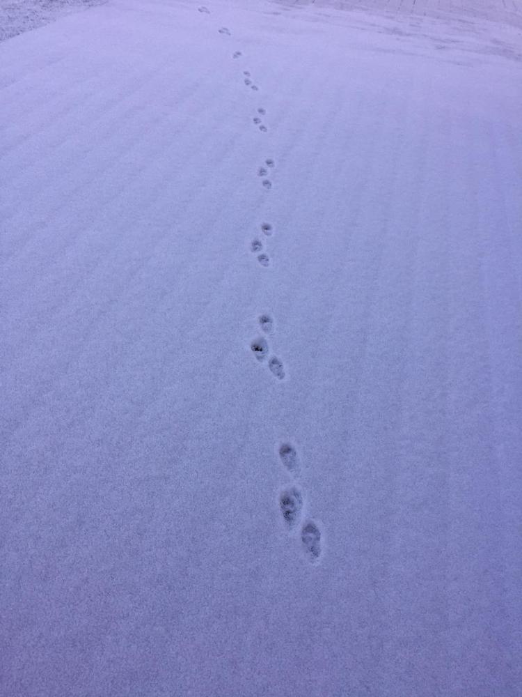 DYRETRAFIK. Ifølge eksperter er det en hare, der er hoppet hen over sneen på tre ben. Privatfoto 