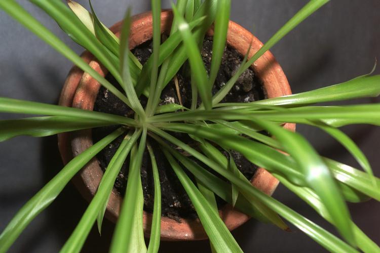 Dosering. Vand, varmegrader og lys kan have afgørende betydning for en potteplantes liv - eller død. 