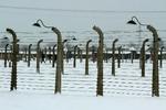 Birkenau. Den 87-årige franske forfatter fortæller om sit ophold i Birkenau-koncentrationslejren, da hun var en ung pige. I detaljer fortæller hun om hverdagen i lejren og om overlevelsesstrategierne og om det liv, et efter befrielsen - om skammen over at overleve og om traumets kraft som rastløs energikilde og dødeligt sår. 