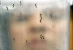 Brazil Zika Virus