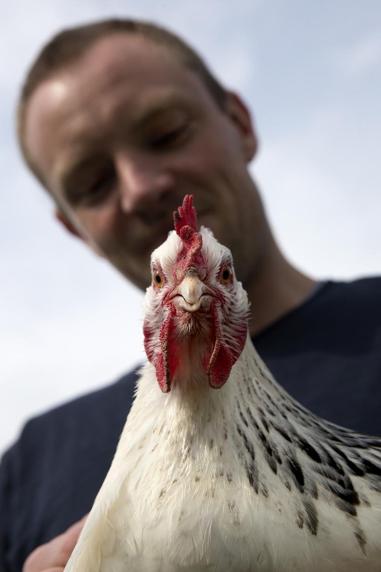 Bresse. Den franske Bresse-kylling regnes for en af verdens bedste, men danske småavlere har ikke måtte sælge den i slagtet tilstand til forbrugerne. Foto: Finn Frandsen 