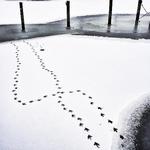 Svungen. Det er en blishøne, som har sat spor i sneen. Kurven minder om svinget på Søren Ryges markvej. Privatfoto 