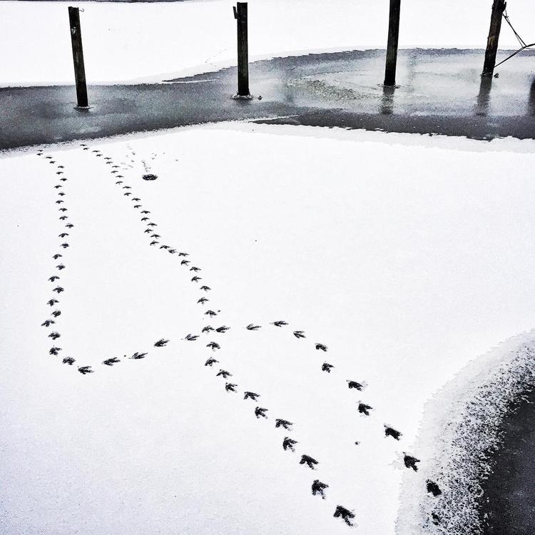 Svungen. Det er en blishøne, som har sat spor i sneen. Kurven minder om svinget på Søren Ryges markvej. Privatfoto 