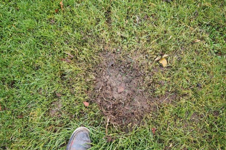 Mystisk hul. Er det en hund, kat, ræv eller et rådyr, der har skrabet hul i græsplænen, spørger Randi og Anders Høegh Post i Snekkersten. Hullet er et par cencimeter dybt og når ned til lerlaget. Gerningsdyret efterlod ingen fodspor. Søren Ryge gætter på en fugl. 