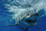 Shark Diving in Guadalupe Island