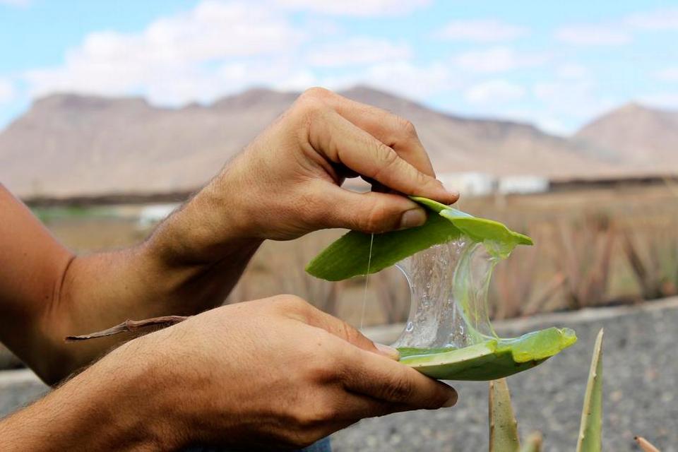 Naturgele. En af de mest karakteristiske industrier på Fuerteventura er dyrkningen af Aloe Vera. Geleen fra de grønne planter bruges blandt andet i cremer og kosttilskud. 