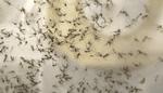 Zika Virus Texas
