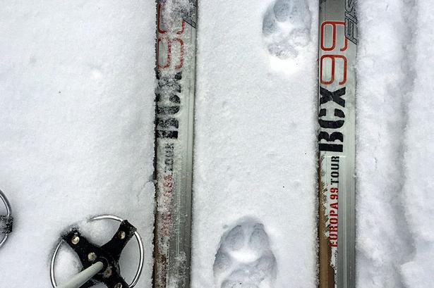 Vildmarken. Fra en hytte i Lilla Digerliden i Finnmarken, Dalarna, Sverige. Om dagen på 10 kilometer fjeldskitur til Högknästen, så vi friske ulvespor på vejen. 