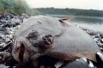 Iltsvind. Mariager Fjord bukkede under for kvælstofforurening i 1997 og blev erklæret biologisk 'død'. 