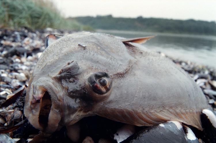 Iltsvind. Mariager Fjord bukkede under for kvælstofforurening i 1997 og blev erklæret biologisk 'død'. 